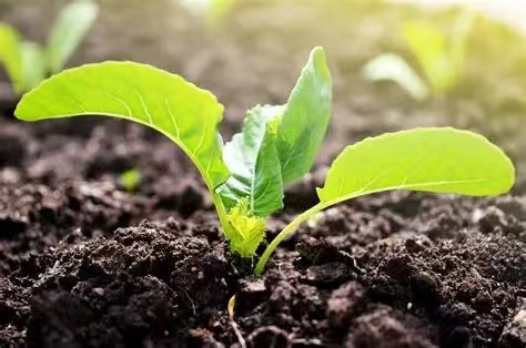 科技赋能：蔬菜种植进入“数字时代”‌
